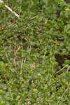 American golden saxifrage